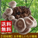【送料無料】しいたけ 栽培 菌床(1個) シイタケ 栽培キット きのこ栽培 採れたて シイタケ しいたけ 収穫