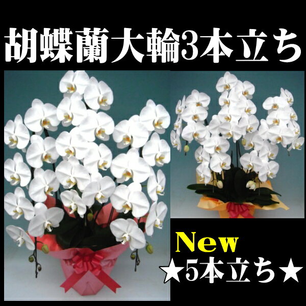 選べる大輪胡蝶蘭3本立ちor5本立ちor小輪5本立ち【送料無料】お誕生日・退職・開店還暦・開院・新築・鉢花・鉢植え