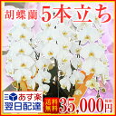 【あす楽14時まで★最短翌日お届け】胡蝶蘭5本立ち★胡蝶蘭★胡蝶蘭大輪5本立ち/開店祝い/胡蝶蘭お祝い/コチョウラン/胡蝶蘭 送料無料/お祝い・お祝い花・開店祝い/新築祝い/誕生日/還暦祝い/退職祝い/胡蝶蘭/移転祝い/35,000円(税別)