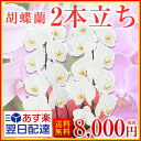 ★楽天1位★胡蝶蘭【あす楽】胡蝶蘭2本立ち★大輪・中輪・小輪...