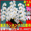【ポイント10倍】★楽天1位獲得★胡蝶蘭(コチョウ