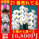 ★楽天1位獲得★大輪 小輪　胡蝶蘭 3本立ち ・御祝・開店祝い・お祝い・お祝い花・お祝い返し 胡蝶蘭（コチョウラン）開店祝い・還暦祝い名入れ　メッセージお祝い・祝・御祝い・御祝■3本立24輪〜30輪(蕾を含む)■■3本立ちお祝い・還暦祝いお祝い返し・開店祝いお歳暮・お供え花・鉢花・お祝いメッセージ