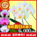 ★楽天1位★胡蝶蘭2本立ち/胡蝶蘭小輪2本立ち/胡蝶蘭ミディ/お祝い/コチョウラン胡蝶蘭2本立ち/ラン・胡蝶蘭/鉢花/胡蝶蘭/胡蝶蘭 送料無料/お祝い・お祝い花・開店祝い・新築祝い/誕生日/還暦祝い/開店祝い花/退職祝い/6,000円(税別)
