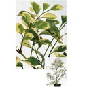 オンリーワン 植栽・美しい葉 シマトネリコ(斑入り) UN6-TSTF