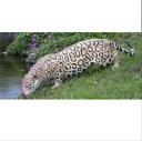 FRP　水辺のジャガー / Jaguar　『動物園オブジェ　アニマルオブジェ　店舗・イベント向け』