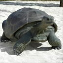 FRP　ガラパゴスの遺産 / Galapagos Tortoise　『亀オブジェ　アニマルオブジェ　店舗・イベント向け』