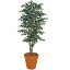 『人工植栽』 タカショー グリーンデコ鉢付 ベンジャミンナチュラル 1.5m GD-31S
