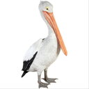 FRP　おすましペリカン / Standing Pelican　 fr090073 『動物園オブジェ　アニマルオブジェ　店舗・イベント向け』