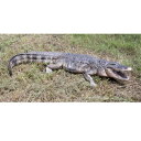 FRP アメリカ鰐の雄姿 / American Alligator 8ft. Fr080142 『爬虫類オブジェ アニマルオブジェ 店舗・イベント向け』