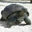 FRP ガラパゴスの遺産 / Galapagos Tortoise fr080124 『亀オブジェ アニマルオブジェ 店舗・イベント向け』