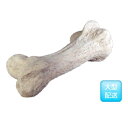 FRP　恐竜の骨 / Dinosaur Bone　『恐竜オブジェ　博物館オブジェ　店舗・イベント向け』