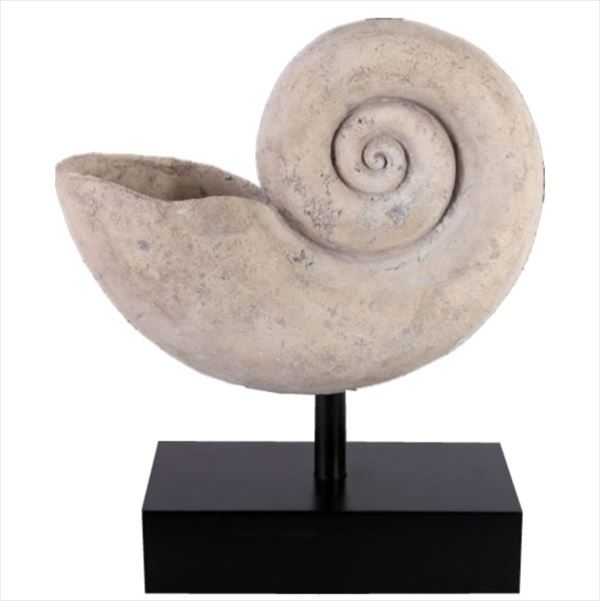 FRP@IEKC̊k() / Nautilus Shell Large