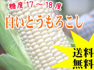 白いとうもろこし【ピュアホワイト】北海道産直！朝もぎ、とうきび【10本】限定販売！生でも美味しいフルーツトウモロコシ♪【21％OFF】送料無料！※只今、発送中！収穫出来次第、順次発送となります。