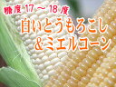 白いとうもろこし【ピュアホワイト】5本&ミエルコーン(黄色系)5本セット!2種類のとうもろこしが楽しめるセット 生でも美味しいフルーツトウモロコシ【北海道産朝もぎとうきび】北海道産地直送トウキビ※8月中旬頃より収穫出来次第、順次発送