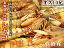 シャコ10尾オス【北海道小樽産 石狩湾】しゃこ ガザエビ【北海道産蝦蛄】浜茹で ボイルシャコ【釜茹で】 おたる しゃこ