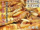シャコ20尾オス10尾メス10尾【北海道小樽産 石狩湾】しゃこ ガザエビ【北海道産蝦蛄】浜茹で ボイルシャコ【釜茹で】おたる しゃこ