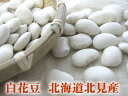 白花豆500g≪北海道北見産≫※新豆になりました!