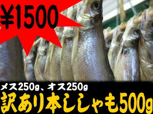 訳あり！本ししゃも500g≪メス250g、オス250g≫傷あり、箱なし。※一部キズ・折れあり。味は正規品シシャモと変わりありません。