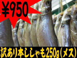 訳あり！本ししゃも250g≪メス≫傷あり、箱なし。※一部キズ・折れあり。味は正規品シシャモと変わりありません。