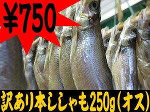 訳あり！本ししゃも250g≪オス≫傷あり、箱なし。※一部キズ・折れあり。味は正規品シシャモと変わりありません。