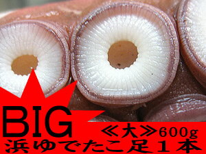 浜ゆでたこ足1本≪大≫約600g オオダコ【北海道産刺身タコ-水だこ】