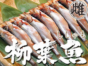 本ししゃもメス30尾【北海道産本柳葉魚】卵を抱えた雌の子持ちシシャモ 北海道の特産種の本シシャモ【簡単調理】海鮮ギフト 御中元や御歳暮等贈り物にも【本物をご家庭で召し上がって下さい】卵の甘みと食感が癖になるめすの子持ちししゃも