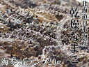乾燥ナマコA級品20g【Aランク】北海道産乾燥なまこ 金ん子...