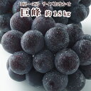 巨峰 約1.8kg 送料無料 長野県産 3~5房 サイズおまかせ 9月中旬~10月中旬にかけて発送 冷蔵便 日本グルメ