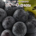 ピオーネ 約3.6kg 送料無料 長野県産 6~10房 サイズおまかせ 9月中旬~10月中旬にかけて発送 冷蔵便 日本グルメ