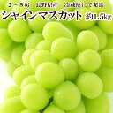 シャインマスカット 約1.5kg 送料無料 長野県産 2〜5房 サイズおまかせ 9月中旬〜10月下旬にかけて発送 日本グルメ