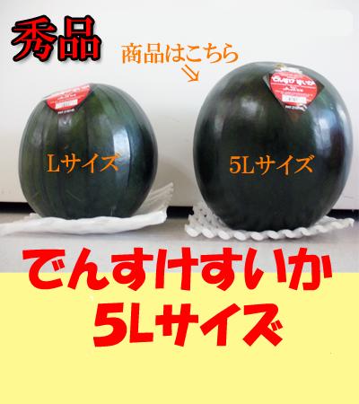 北海道 すいか　当麻産「でんすけすいか」5L 秀品 \6555　北海道・当麻町・特産品 当麻農協　でんすけスイカ　ジャンボサイズ！　5L　1玉　大特価！6555円！