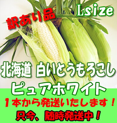 【北海道産】【ピュアホワイト】　訳あり品　トウモロコシ北海道の白いとうもろこしLサイズを1本から配送可能！！！1本　本日の価格【税込160円】