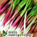 【北海道産天然食材】山菜/行者ニンニク/アイヌネギ/キトビロ 500g【無添加】