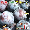8月上旬発送 特選 朝どれ 生プルーン 減農薬 長野県産 1キロ レビューを書いたら200円クーポン
