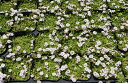 ヒメイワダレソウポット苗可愛いお花でグランドカバー。省管理型植物です。