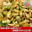 国産 ちゃんばら貝 送料無料 純国産です!ちゃんばら貝1kg...
