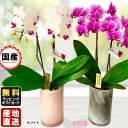 胡蝶蘭 ミニ 胡蝶蘭 ミディ ミディー胡蝶蘭 4号鉢植え 2本立て ルカグラス 鉢 母の日 父の日 敬老の日 ギフトに花のプレゼント 生花 鉢植え 開店祝いに お中元 お歳暮 おじいちゃん おばあちゃん