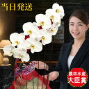 胡蝶蘭 大輪 たて琴 1本立ち オリジナル らせん型 胡蝶蘭 ギフト 胡蝶蘭 お祝い 会社設立 オープン 内祝い スタンド 大輪 お悔や花 お供え 葬儀 葬式 仏事 法事 1回忌 献花 おしゃれ