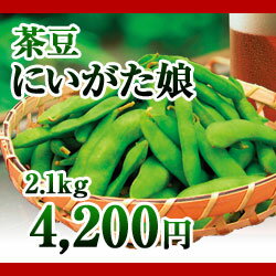 新潟県産茶豆　新潟娘　2.1kg （生産者・玉木）