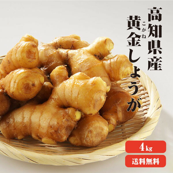 【送料無料】高知県産　黄金生姜　4Kg　『 生姜　国産 』【しょうが/紅茶 ショウガ/生姜 保存/生姜 栽培/生姜茶/生姜 効能/根生姜/種生姜】【マラソン201310_送料無料】【マラソン201310_最安値挑戦】