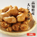 高知県産 大生姜(おおしょうが) 500g 『 生姜 国産 』≪国産しょうが専門 こだわりの大生姜≫【しょうが/紅茶 ショウガ/生姜 保存/生姜 栽培/生姜茶/生姜 効能/根生姜/種生姜】