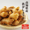 【送料無料】高知県産　黄金生姜　1Kg　|生姜 国産 黄金しょうが 酢しょうが しょうが