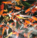 錦鯉ミックス 13cm ± 2cm 20尾セット【送料無料 北海道 沖縄 別途2160円 東北324