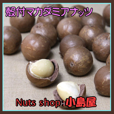 【★殻付 マカダミアナッツ 《500g》 生のナッツならではの、フレッシュな甘さをご堪能下さい 専用殻割機はお持ちですか？ ナッツ専門店の新鮮な品をお届けします マカデミアナッツ マカダミア　マカデミア おつまみ・生ナッツ・nuts】