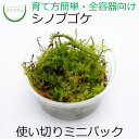 テラリウム シノブゴケ ミニ