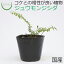 【テラリウム コケリウム シダ シダ植物 山野草 苔 コケ 苔テラリウム 苔リウム アクアリウム アクアテラリウム 観葉植物 園芸 ハイドロカルチャー ガーデニング グリーン インテリア 緑 苔盆栽 癒し moss 初心者】 ジュウモンジシダ