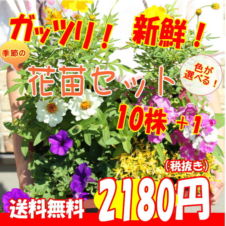 【送料無料】プレゼント付！花苗 セット10株＋1　福袋　フラワー　花壇 花 送料無料 苗物 寄せ植え <strong>宿根</strong>草 多年草 一年草 庭 手入れ 店舗花壇 苗セット ガーデン