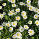 ユリオプスデージー 花苗 花芽付き 黄色 イエロー 花期も長く周年楽しめる花 ユリオプス デージー 販売 通販 種類【ラッキーシール対応】