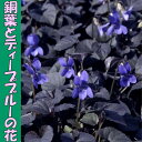 大人かわいい スミレ(ビオラ)ラブラドリカ・ブルー 9センチ...