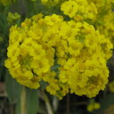 黄花アリッサム ‘サミット’